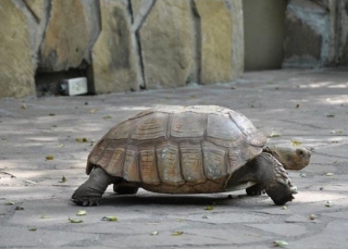 demostracion tortugas